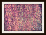 Pink Cherry Blossom Photo for Sale